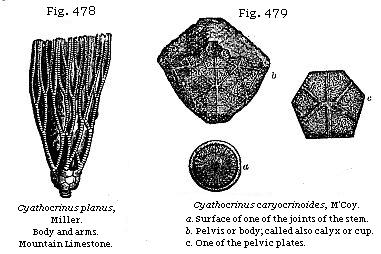 Fig. 478: Cyathocrinus planus. Fig. 479: Cyathocrinus caryocrinoides.