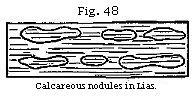 Fig. 48: Calcareous nodules in Lias.