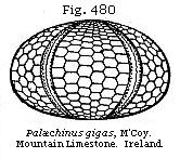 Fig. 480: Palæchinus gigas.