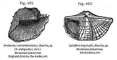 Fig. 481: Productus semireticulatus. Fig. 482: Spirifera trigonalis.