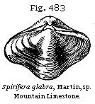 Fig. 483: Spirifera glabra.