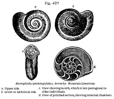 Fig. 487: Euomphalus pentagulatus.