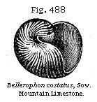 Fig. 488: Bellerophon costatus.