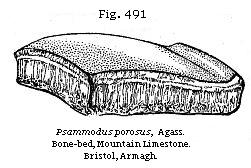 Fig. 491: Psammodus porosus.