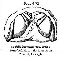 Fig. 492: Cochliodus controtus.