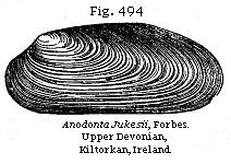 Fig. 494: Anodonta Jukesii.