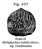 Fig. 497: Scale of Holoptychius nobilissimus.