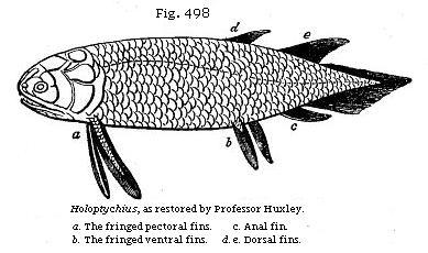 Fig. 498: Holoptychius, as restored by Professor Huxley.