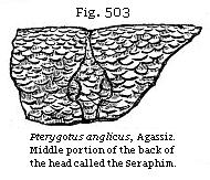 Fig. 503: Pteygotus anglicus.