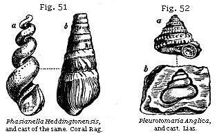 Fig. 51: Phasianella Heddingtonensis. Fig. 52: Pleurotomaria Anglica.