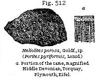 Fig. 512: Heliolites porosa.