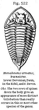 Fig. 522: Homalonotus armatus.