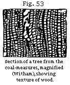 Fig. 53: Section of a tree from the coal-measures.