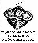 Fig. 541: Calymene Blumenbachii.