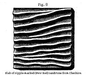 Fig. 8: Slab of ripple-marked (New Red) sandstone from Cheshire.