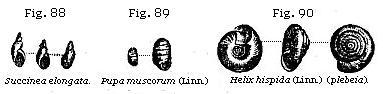 Fig. 88: Succinea
elongata; Fig. 89: Pupa muscorum (Linn.); Fig. 90: Helix hispida (Linn.)
(plebia).