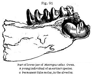 Fig. 91: Part of a
lower jaw of Macropus atlas.