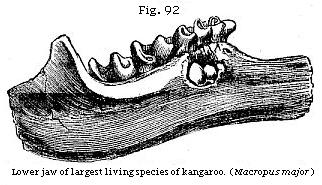 Fig. 92: Lower jaw of
largest living species of kangaroo.