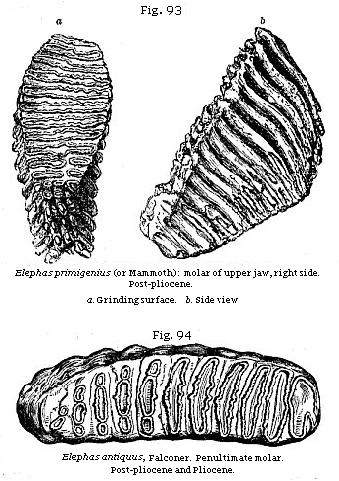 Fig. 93: Elephas
primigenius (or Mammoth) molar of upper jaw, right side. Post-pliocene; Fig.
94: Elephas antiquus, Falconer. Penultimate molar. Post-pliocene and Pliocene.