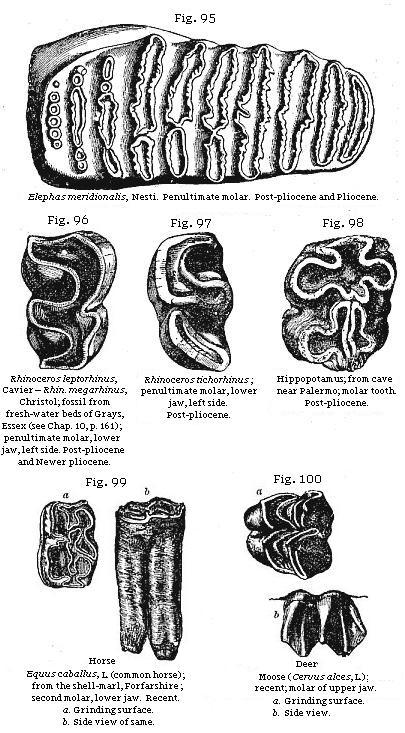 Figs. 95 to 100: Teeth
of extinct mammalia.