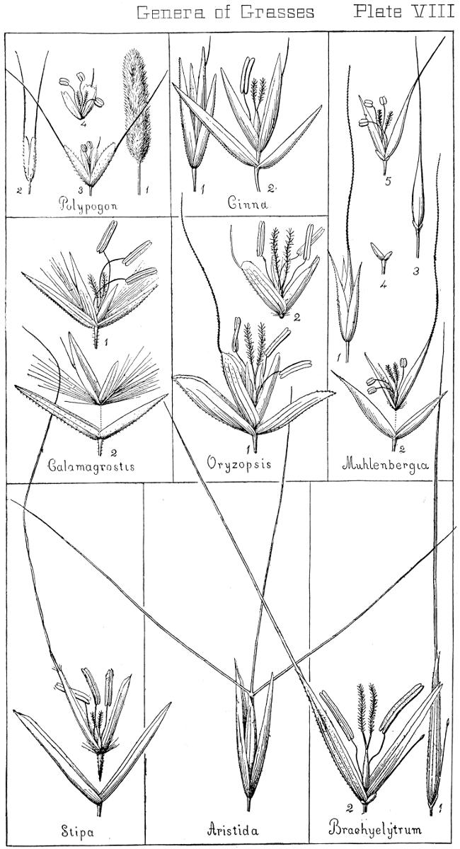 [Illustration: Genera of Grasses. Plate VIII]