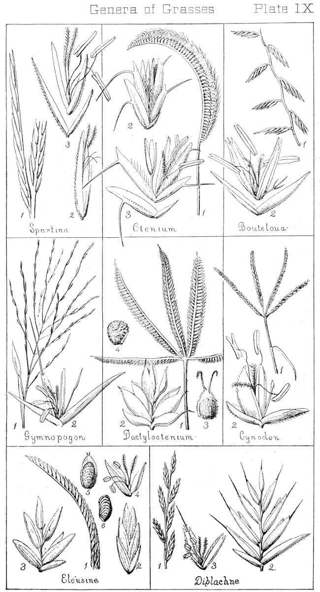 [Illustration: Genera of Grasses. Plate IX]