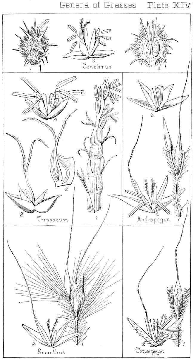 [Illustration: Genera of Grasses. Plate XIV]