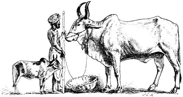 COMPARATIVE SIZES OF THE LARGEST AND SMALLEST BREEDS OF
INDIAN OXEN