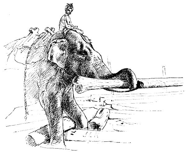 ELEPHANT LIFTING TEAK LOGS (BURMAH)