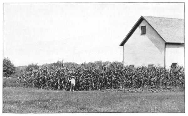 Fig. 4. Prize corn and a ten-year-old experimenter in one of Supt. Kern's districts, Illinois.
