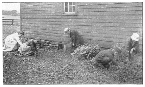 Fig. 8. Junior Gardeners at work in one of the New York Schools.