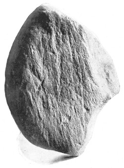 Fig. 30. A scratched pebble taken from the ice of the Greenland glacier.