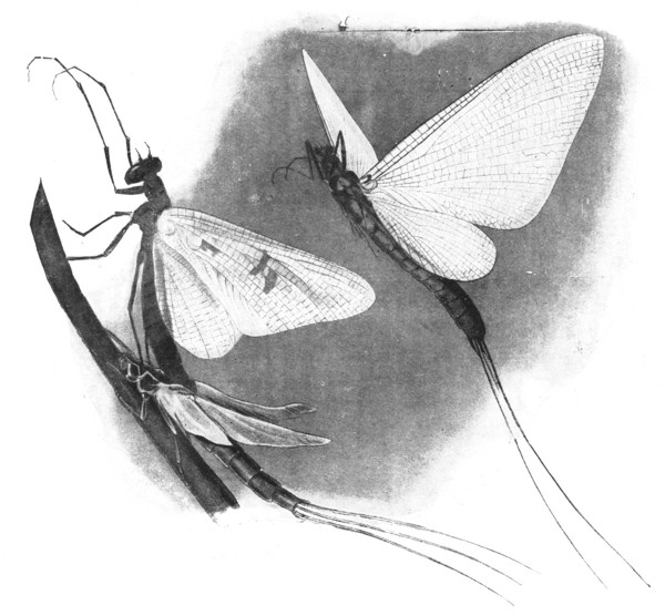 Fig. 53. The May-fly sheds its nymph skin. Twice natural size.