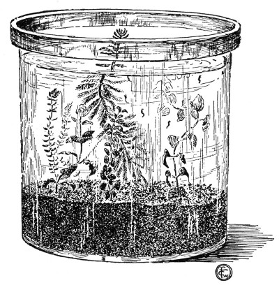Fig. 55. A museum-jar aquarium. (More animal life would make a better equilibrium.