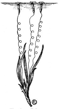 Fig. 60. Eel-grass.