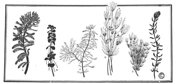 Fig. 62. Water plants.
