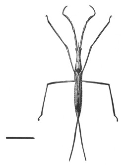 Fig. 72. Water-scorpion.