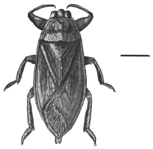 Fig. 73. Giant water-bug.