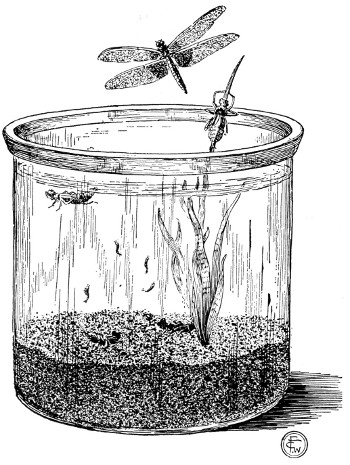 Fig. 75. The life history of a dragon-fly as seen in an aquarium.
