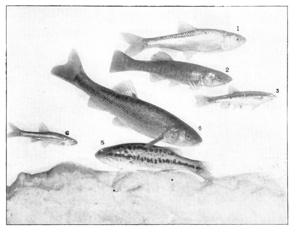 Fig. 80. 1, Shiner; 2, Barred Killifish; 3, Black-nosed Dace; 4, Creek Chub; 5, Young of Large-mouthed Black Bass; 6, Varying-toothed Minnow.