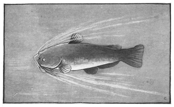 Fig. 81. The Common Catfish or Bullhead.