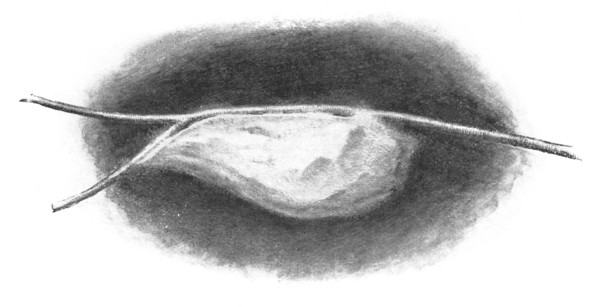 Fig. 87. Cocoon of the Cecropia moth. It sometimes hangs from a twig of a fruit tree.