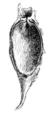 Fig. 90. Cocoon of Promethea, cut open lengthwise to show the valve-like device at upper end through which the adult moth pushes its way out.
