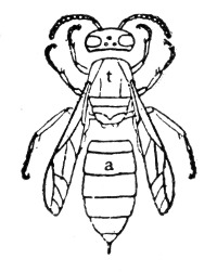 Fig. 94. Wasp, with head, thorax and abdomen separated.