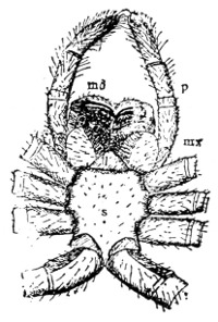 Fig. 96. Lower side of cephalothorax of a spider; md, mandible; mx, maxilla; p, palpus; l, lower lip; s, sternum.