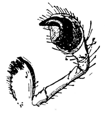 Fig. 97. Maxilla and palpus of male house-spider.