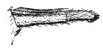 Fig. 103. Last two segments of hind leg of spider, showing calamistrum.