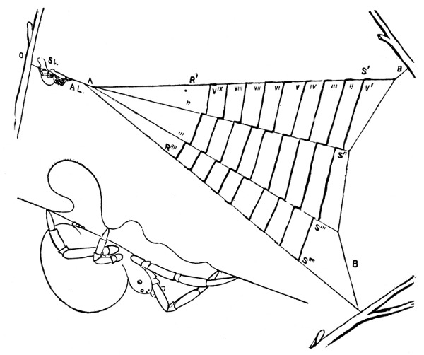 Fig. 106. Web of the triangle spider.