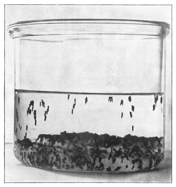 Fig. 112. Just hatched toad tadpoles climbing up where the water is better aerated.