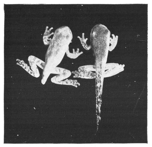 Fig. 114. Transforming tadpole of the green tree toad to show the rapidity of tail absorption. (Change in 24 hours. Natural size.)